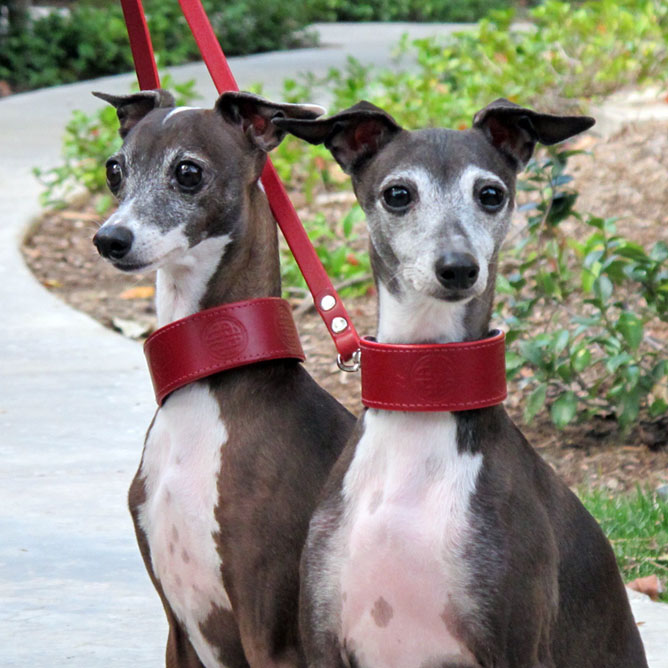 two beautiful iggys in Celtic circle collars